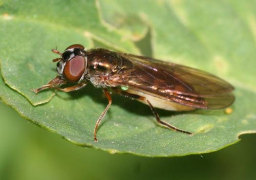 Réf. 17 739 : Melanostoma scalare