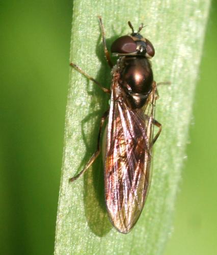 Réf. 17 740 : Melanostoma scalare