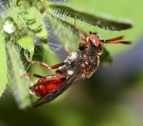 Nomada sp.