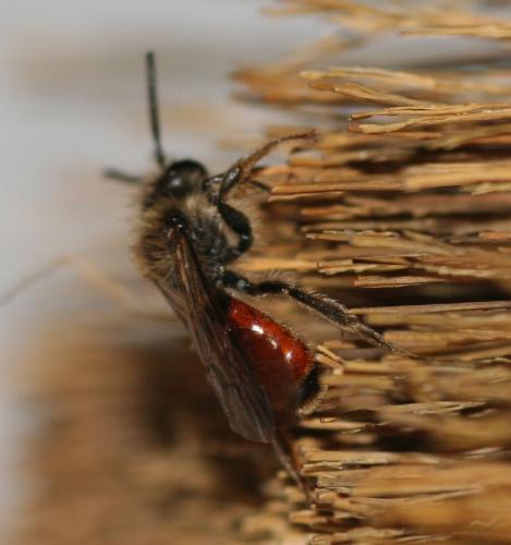 Andrena sp.
