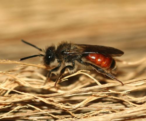Andrena sp.