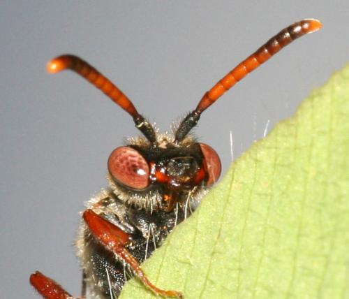 Nomada sp.
