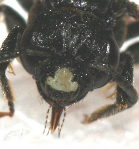 Andrena sp.