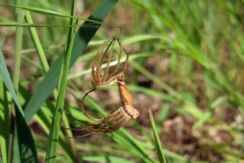 Pisaura mirabilis