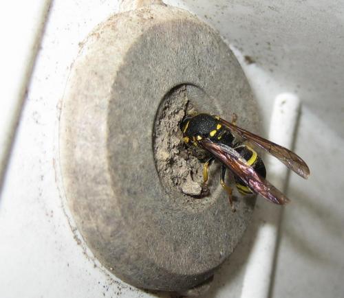 Réf. 17 939 : Ancistrocerus sp.