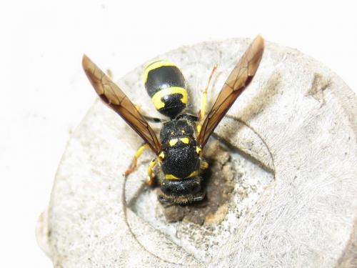Réf. 17 940 : Ancistrocerus sp.