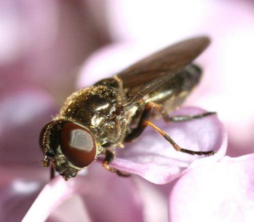 Cheilosia sp.