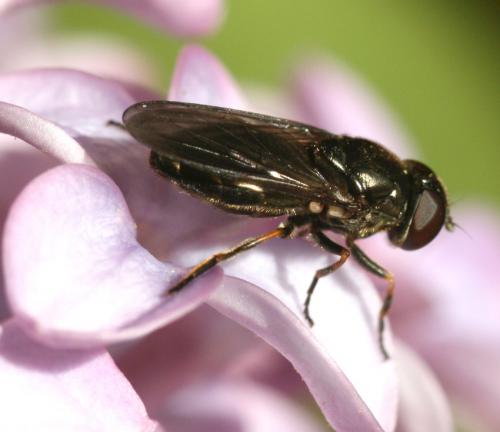 Cheilosia sp.