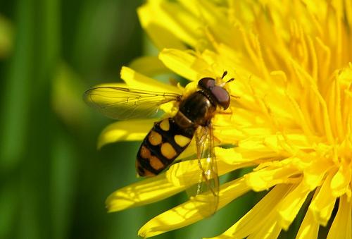 Eupeodes latifasciatus