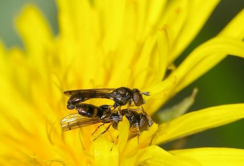 Neoascia podagrica
