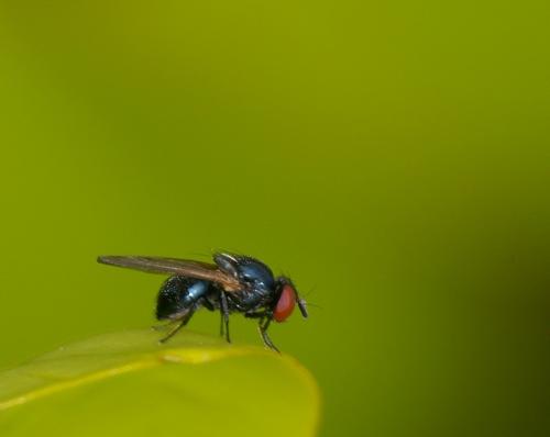 Silba fumosa