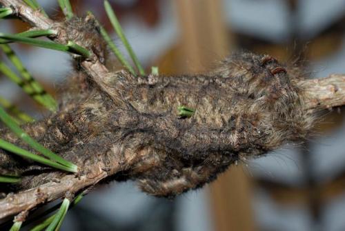 Pachypasa otus