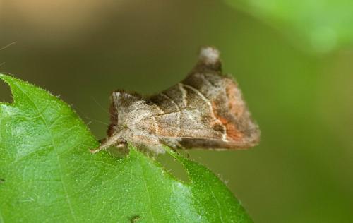 Réf. 17 936 : Clostera pigra