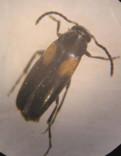 Réf. 17 427 : Anaspis fasciata