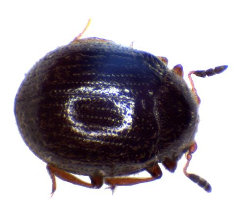 Aspidiphorus orbiculatus