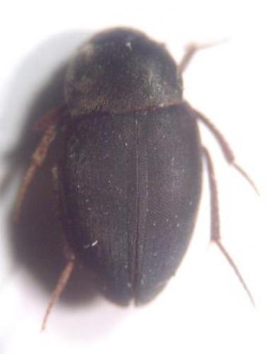 Réf. 17 214 : Catops sp.