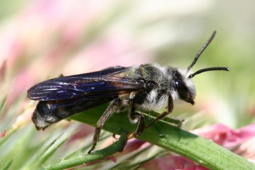 Andrena agilissima