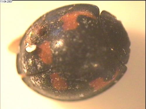 Réf. 17 671 : Exochomus quadripustulatus