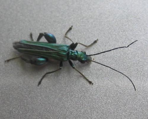 Oedemera nobilis