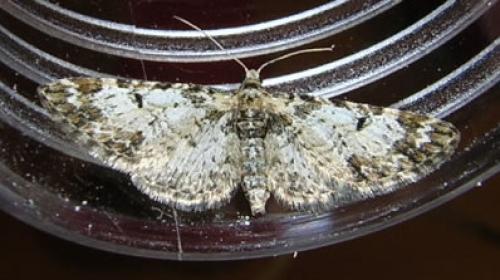 Réf. 17 643 : Eupithecia irriguata