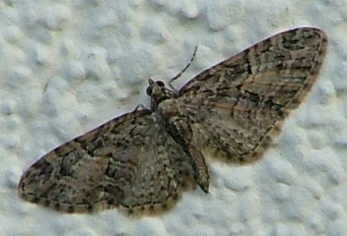 Réf. 17 209 : Eupithecia abbreviata