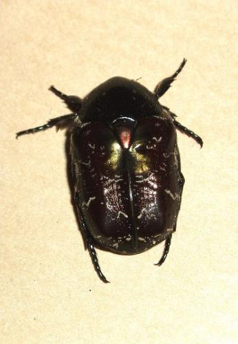 Réf. 17 273 : Liocola marmorata