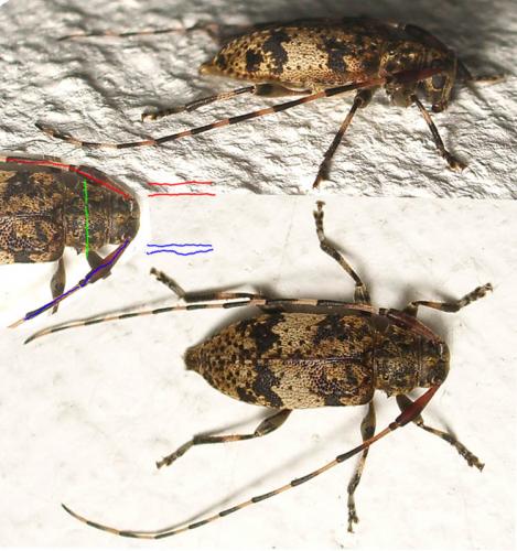 Leiopus nebulosus
