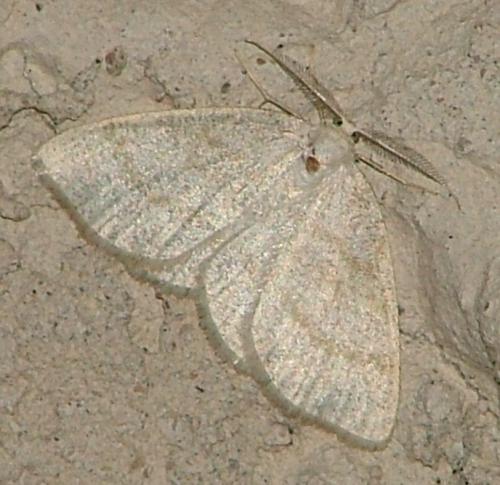 Réf. 17 371 : Cabera exanthemata
