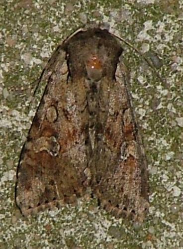Réf. 17 231 : Apamea sordens
