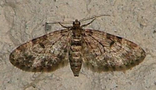 Réf. 17 210 : Eupithecia irriguata