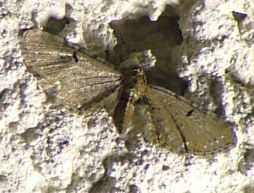 Réf. 17 211 : Eupithecia assimilata