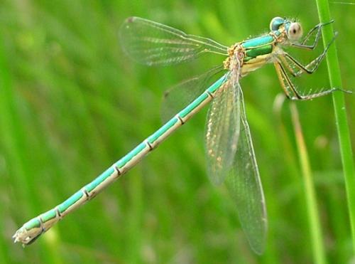 Lestes sponsa