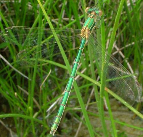 Lestes sponsa