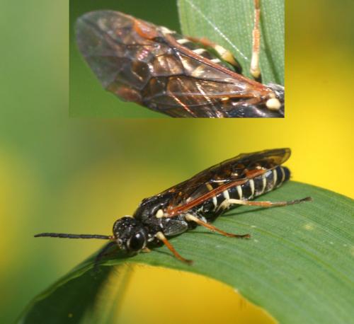 Réf. 17 890 : Strongylogaster multifasciata