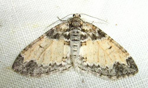 Réf. 17 993 : Lobophora halterata