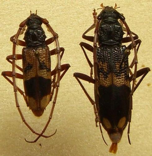 Phoracantha sp.