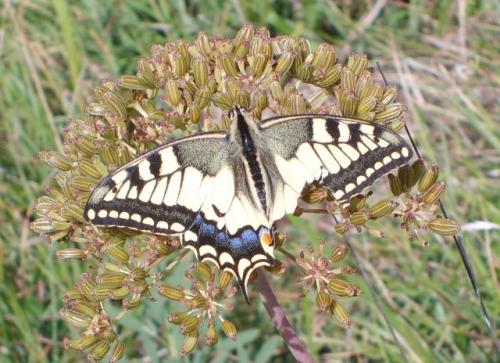 Papilio machaon