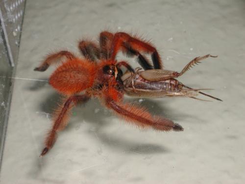 Megaloremmius leo