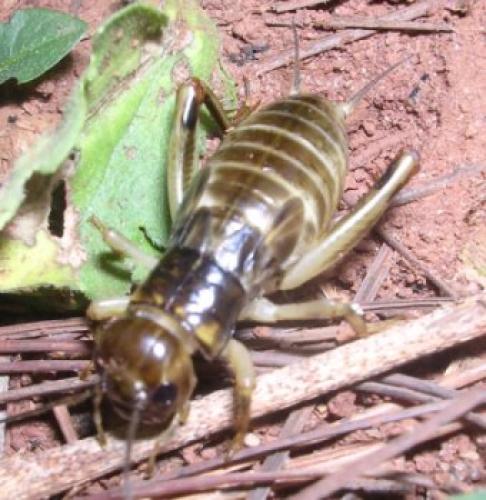 Brachytrupes membranaceus