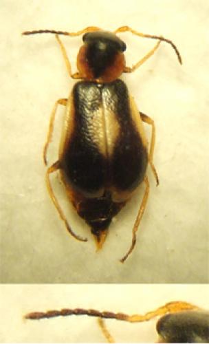 Réf. 17 348 : Colotes maculatus