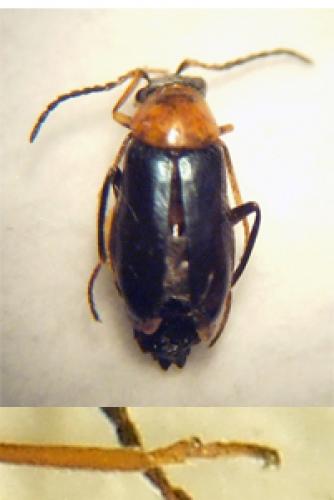Réf. 17 355 : Ebaeus thoracicus