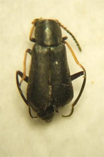 Charopus pallipes