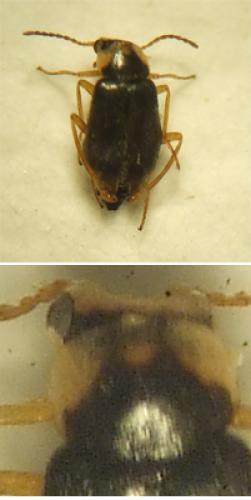 Hypebaeus albifrons