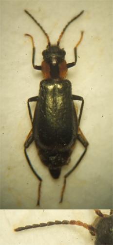 Axinotarsus marginalis