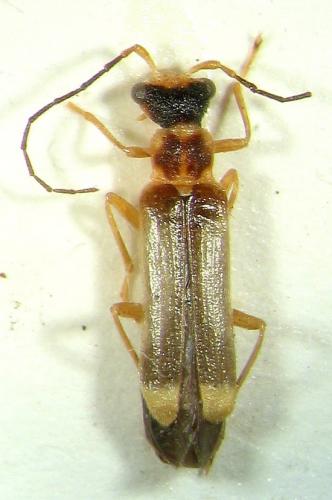 Malthinus flaveolus