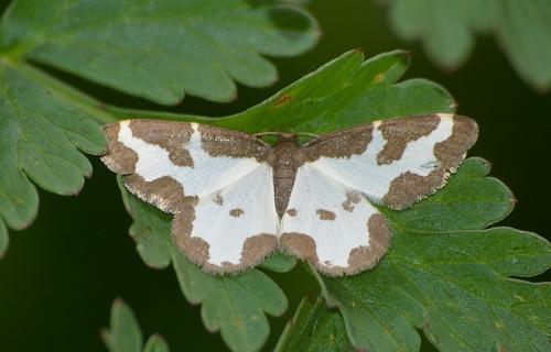 Réf. 17 679 : Lomaspilis marginata
