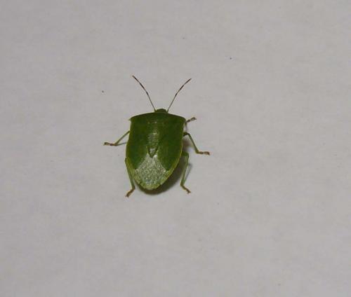 Réf. 17 027 : Nezara viridula