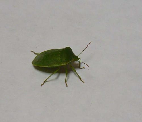 Nezara viridula