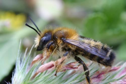 Megachile circumcincta