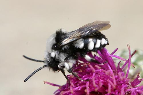 Réf. 17 806 : Melecta sp.
